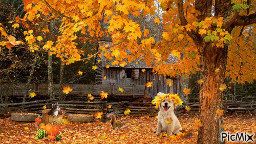 Autumn Puppy - GIF เคลื่อนไหวฟรี