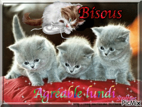 trois malicieux chatons - Gratis geanimeerde GIF