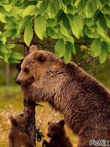 медведи. - Free animated GIF