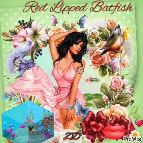 Red lipped batfish - Besplatni animirani GIF