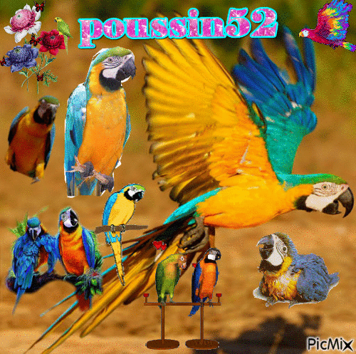 Les perroquets, ma vie <3 - GIF animé gratuit