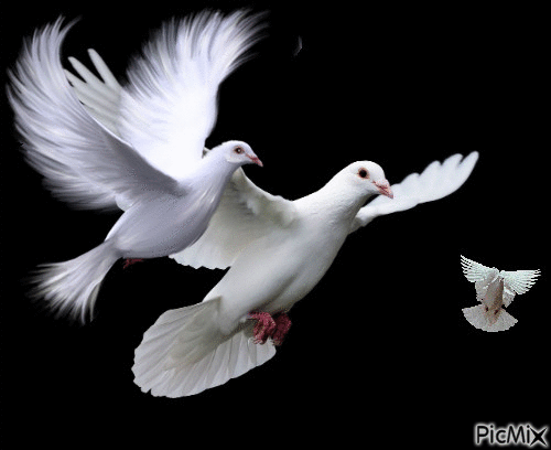 Tres palomas blancas - GIF animado grátis - PicMix
