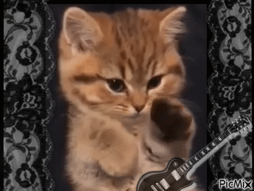 Amazing kitten - GIF animé gratuit