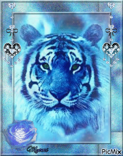 Tigre en bleu - GIF animasi gratis