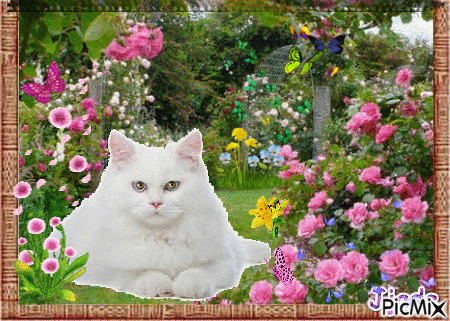 chat blanc - GIF animé gratuit