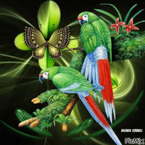 green parrots - png ฟรี