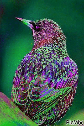 Colorful Bird - Δωρεάν κινούμενο GIF