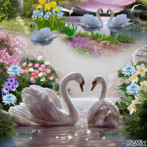 Wild swans - GIF animado gratis