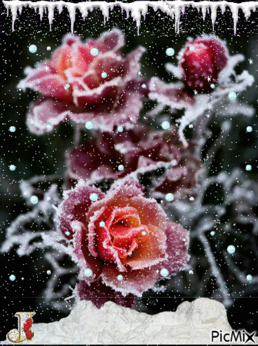 frozen roses - Free animated GIF