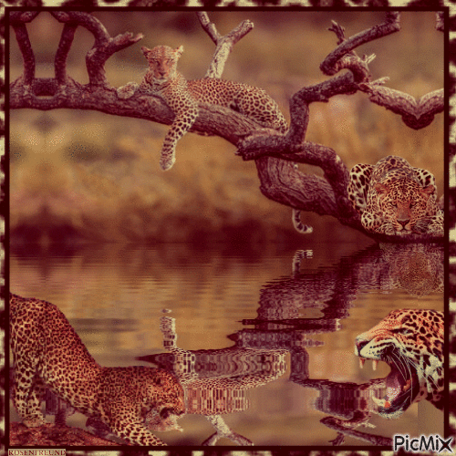 Leopard - Ilmainen animoitu GIF