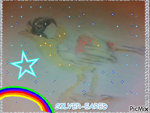 SILVER EARED (oiseau avec arc-en-ciel et étoiles) dessiné par GINO GIBILARO - GIF เคลื่อนไหวฟรี
