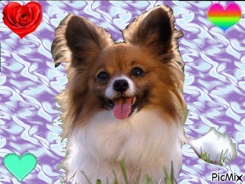 petit chien mignon - 無料のアニメーション GIF