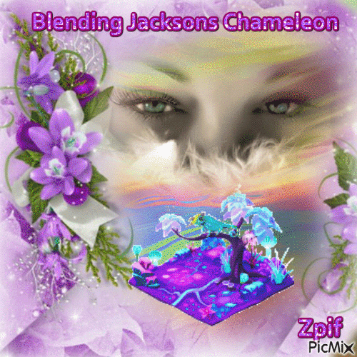 Blending Jacksons chameleon - GIF เคลื่อนไหวฟรี
