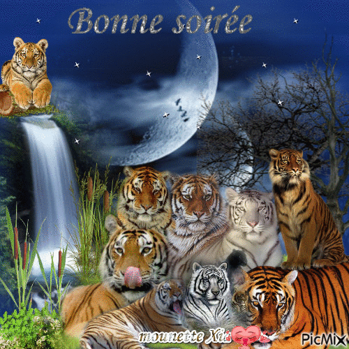 bonne nuit les tigres - Darmowy animowany GIF
