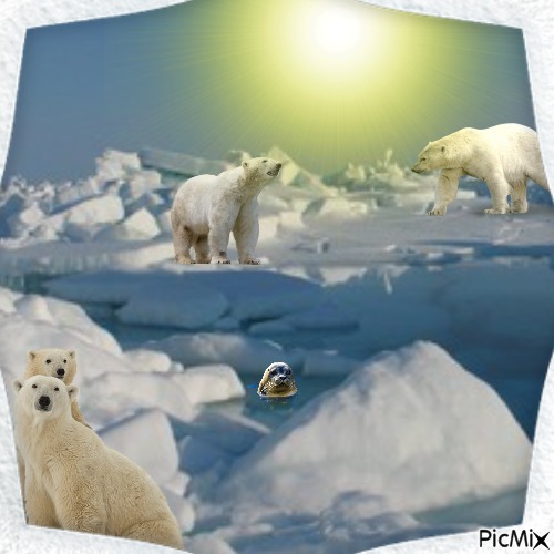 Polar Bears - darmowe png