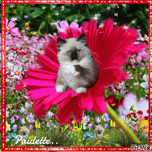 chaton  dans   une  fleur - Animovaný GIF zadarmo