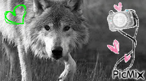 Loup - Gratis geanimeerde GIF