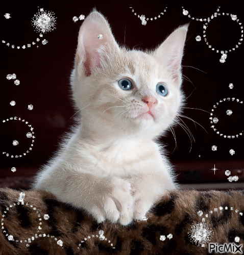 sweet kitten - Безплатен анимиран GIF