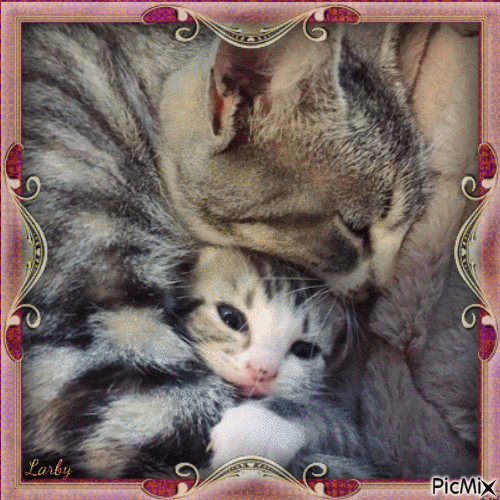 Maman et bébé chat !!!!! - Nemokamas animacinis gif