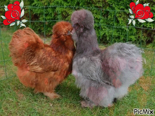 poules de soie - Darmowy animowany GIF