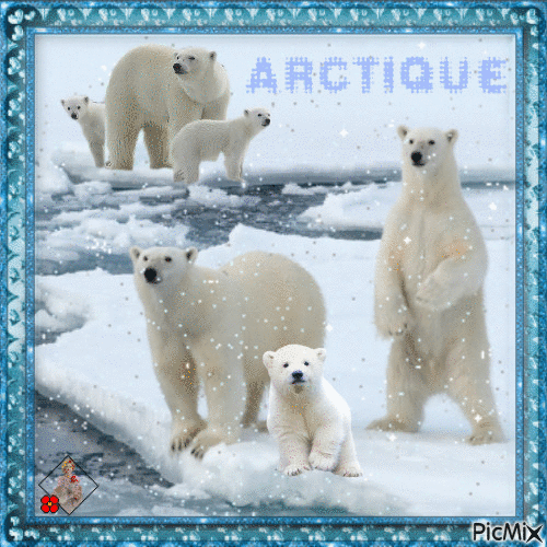 конкурс "Ours polaires en famille"ARCTIQUE