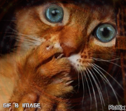le chat au yeux bleu - GIF animado gratis