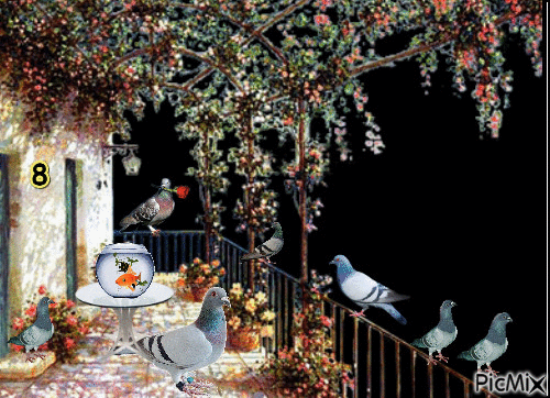 pigeons - GIF animado grátis