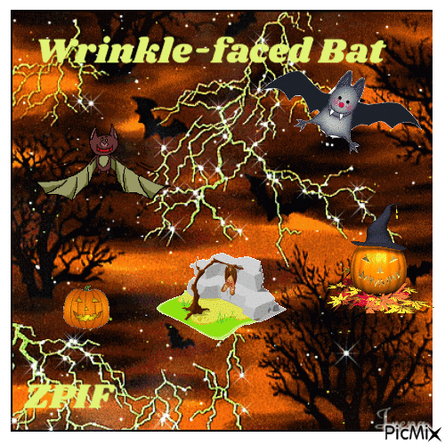 Wrinkle-faced Bat - GIF animé gratuit
