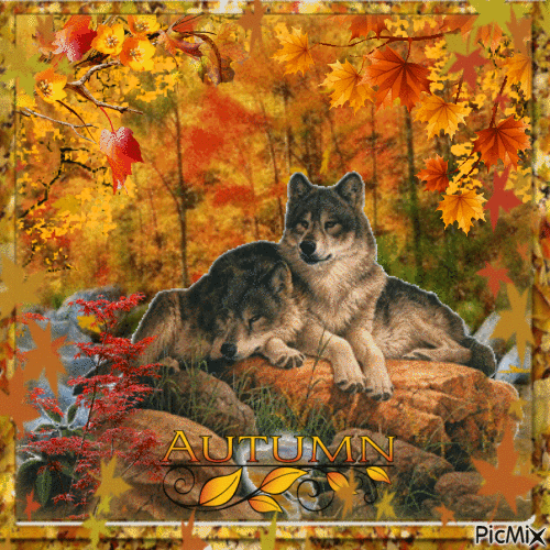 A Wolf in Autumn - Free animated GIF