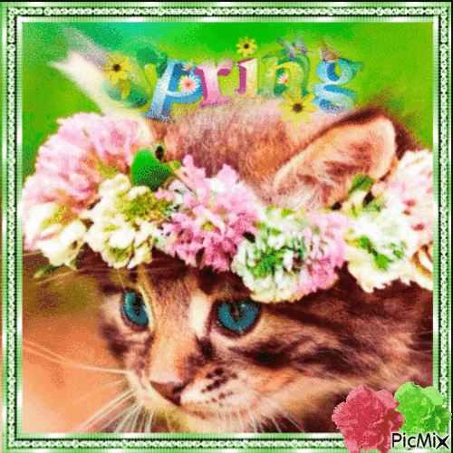 Spring Kitten - Free animated GIF