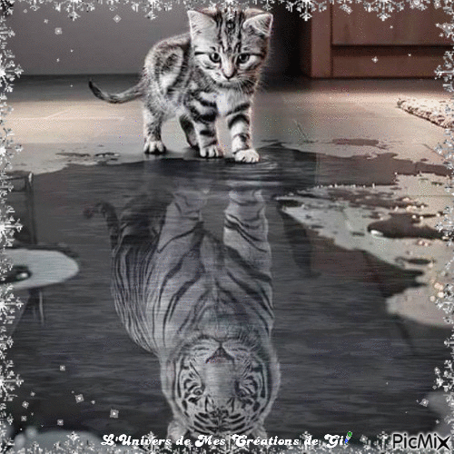 chat et miroir - GIF animado grátis