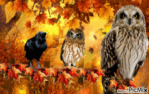 AUTUMN OWL 7 - GIF animé gratuit