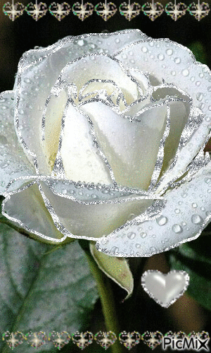 Rosa blanca - 無料のアニメーション GIF