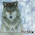 un loup - Besplatni animirani GIF
