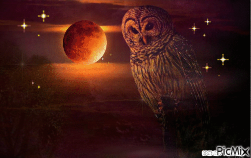 OWL MOONLIGHT - GIF animé gratuit
