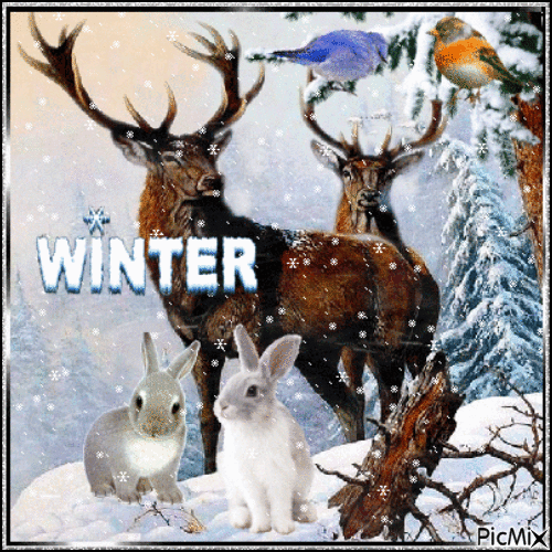 Forest Animals in Winter - Zdarma animovaný GIF