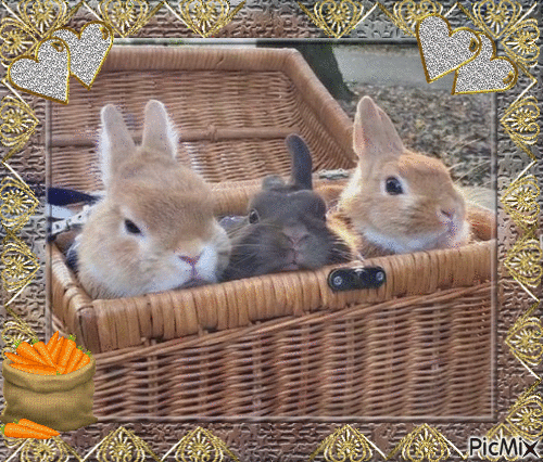 lapins - Darmowy animowany GIF