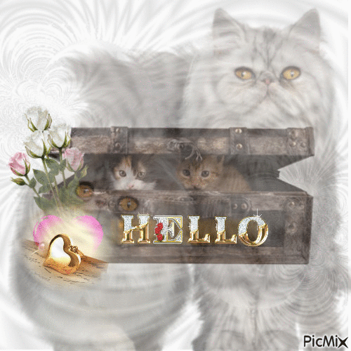 Hello les chats - 免费动画 GIF