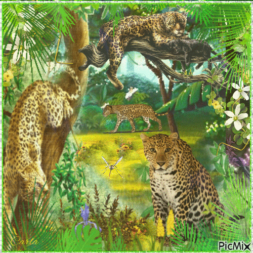 Leopard - Besplatni animirani GIF