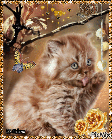 A cute brown cat. - Gratis geanimeerde GIF