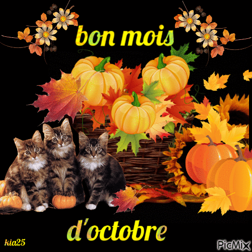 chats et citrouilles - Darmowy animowany GIF