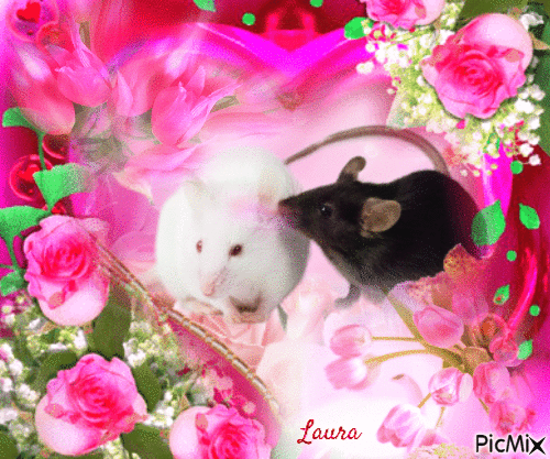 Ratti rosa - Laura