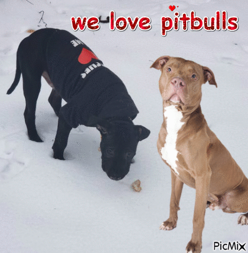 we love pitbulls - Animovaný GIF zadarmo