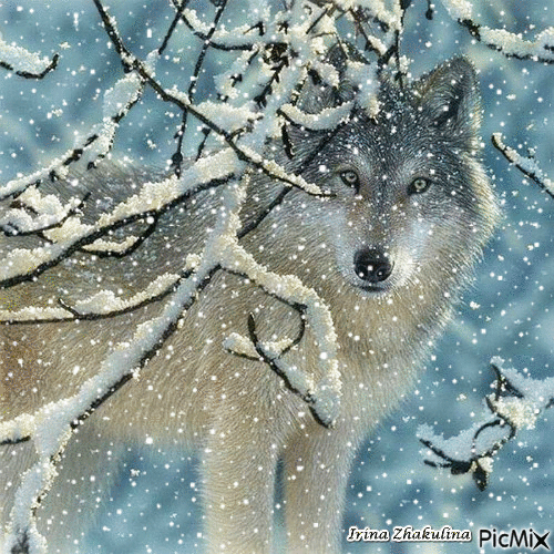 Winter. Wolf. - Darmowy animowany GIF