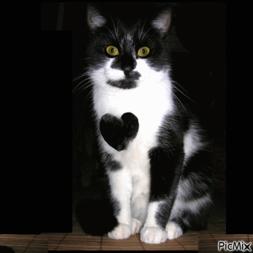 chat coeur - Free animated GIF