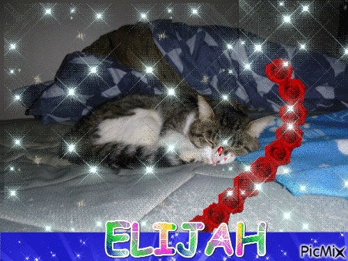 Elijah dodo - Gratis animeret GIF