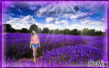 Lavender Fields! - png gratis