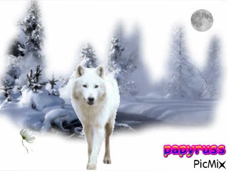 le loup blanc - PNG gratuit