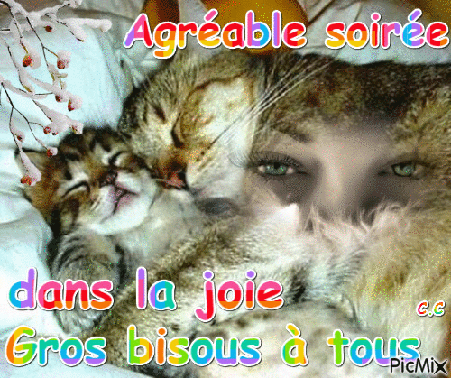 DEUX CHATS AGRÉABLE SOIREE - GIF animate gratis