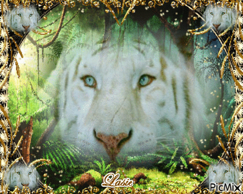 Le tigre blanc...♥♥♥ - GIF animate gratis
